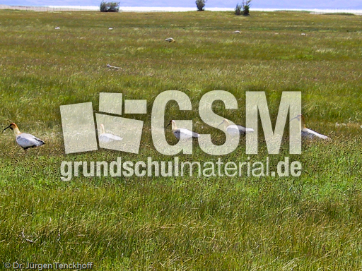 Schwarzzügelibis (1 von 15).jpg